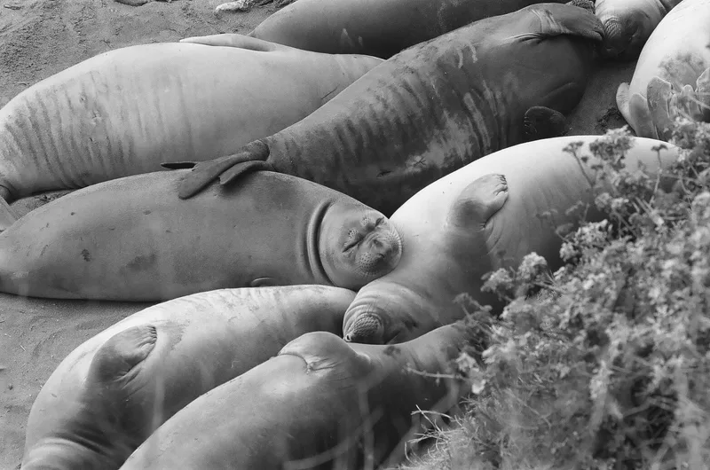 Naptime shot on Ilford Delta 100 with a Canon A-1, developed at The DarkRoom, by Tay