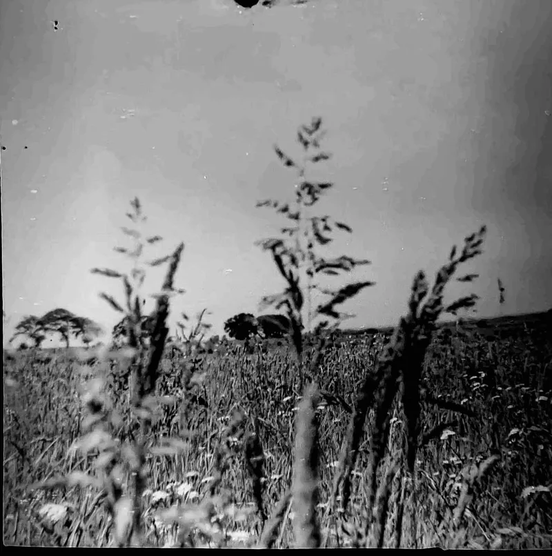 Wild Ken Hill (4) shot on Not Known 127? with a Coronet127 4x4, developed at Home / Self-Developed, by Tony Shelley