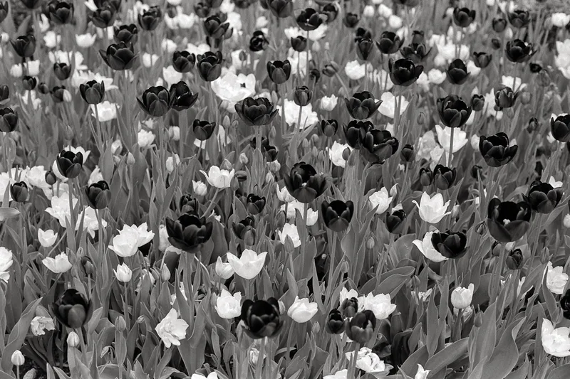 Chulips shot on Ilford Kentmere Pan 400 with a Nikon F4s, developed at Home / Self-Developed, by Chikubi