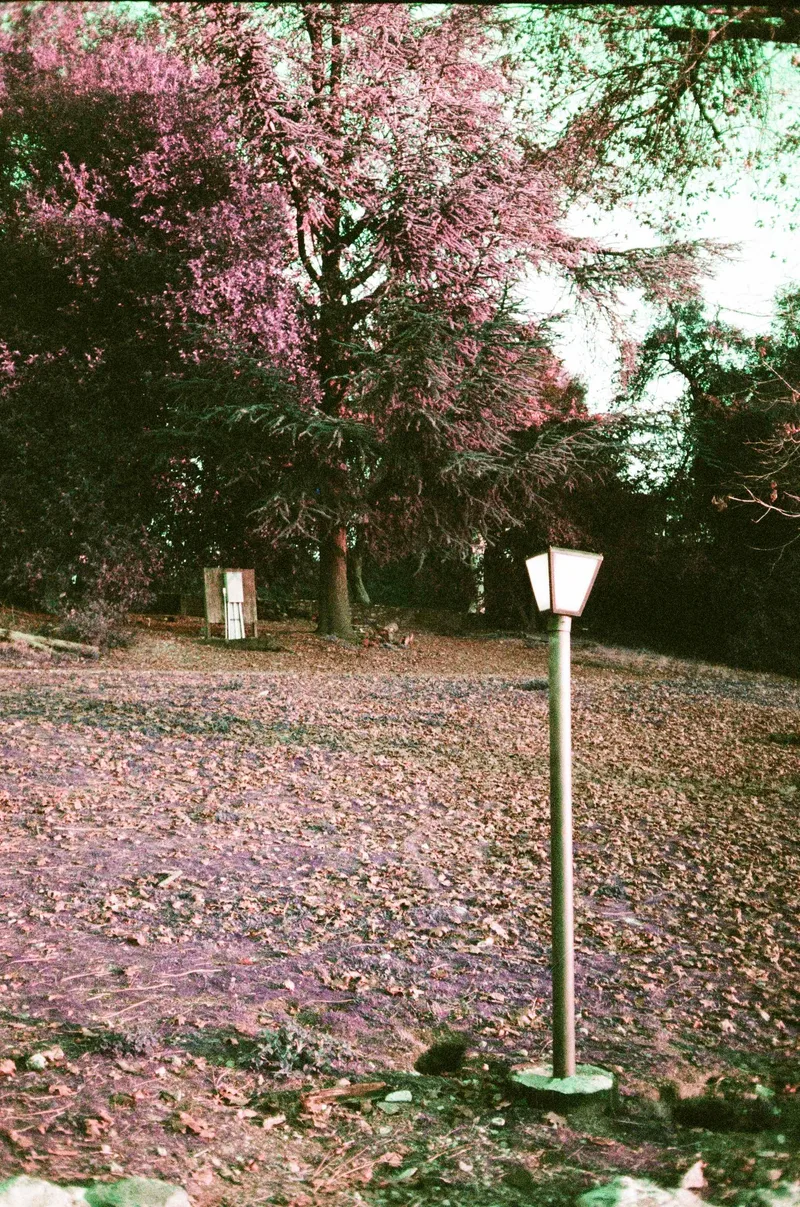 Walk in the Park shot on Lomography LomoChrome Purple 100 with a Ricoh FF-90, by Oscar