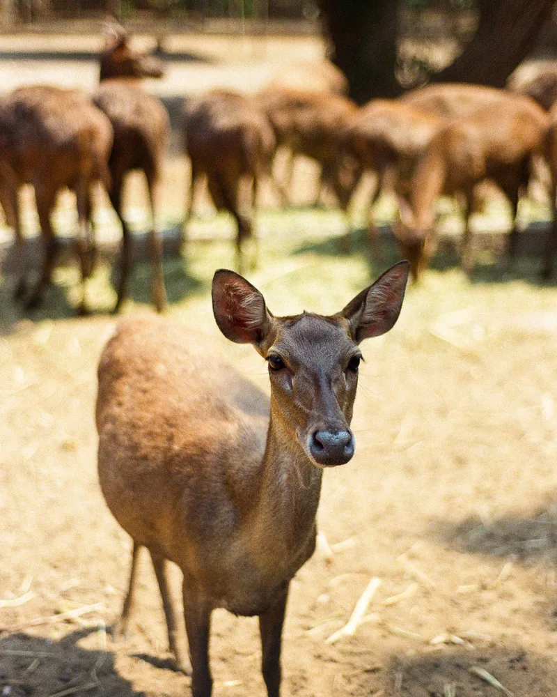 Deer(s) shot on Kodak Gold 200 with a Nikon F75, developed at Secondwave Photo Lab, by Amarthya Dida