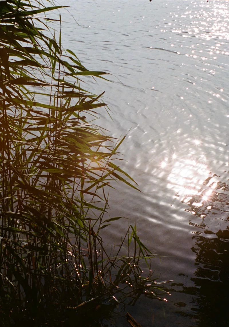 Catching light shot on Kodak Portra 400 with a Olympus Pen F, developed at Contact Photo Lab, by ___geoy