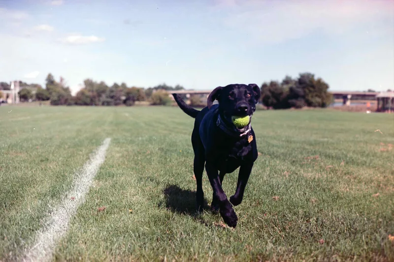 Film photo shot on Reto Amber D100 with a Canon A-1, by Cam Cavagnaro