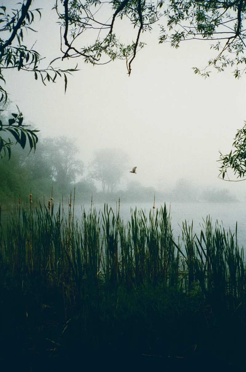 Foggy swamp shot on Harman Phoenix 200 with a Contax T3, developed at Graination, by thishumanlife
