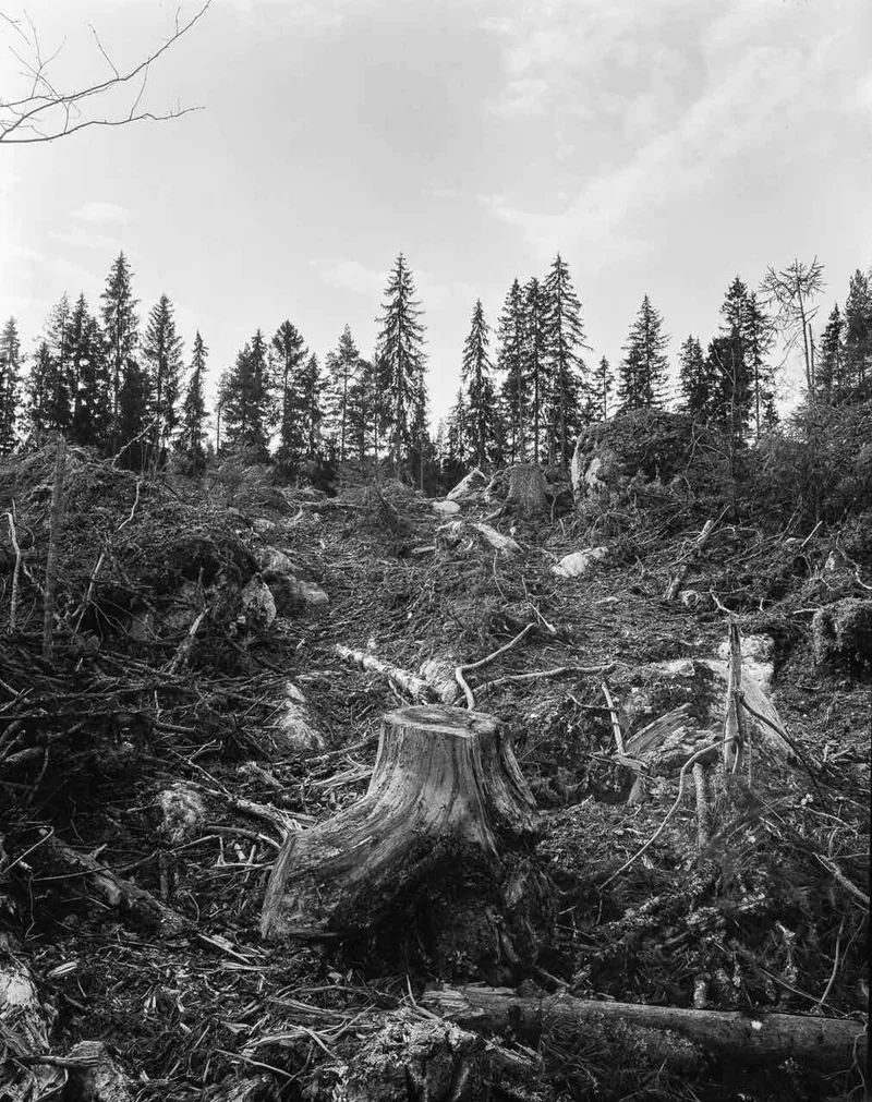 Ex Forest shot on Foma Ortho with a Sinar P, developed at Home / Self-Developed, by Jussi