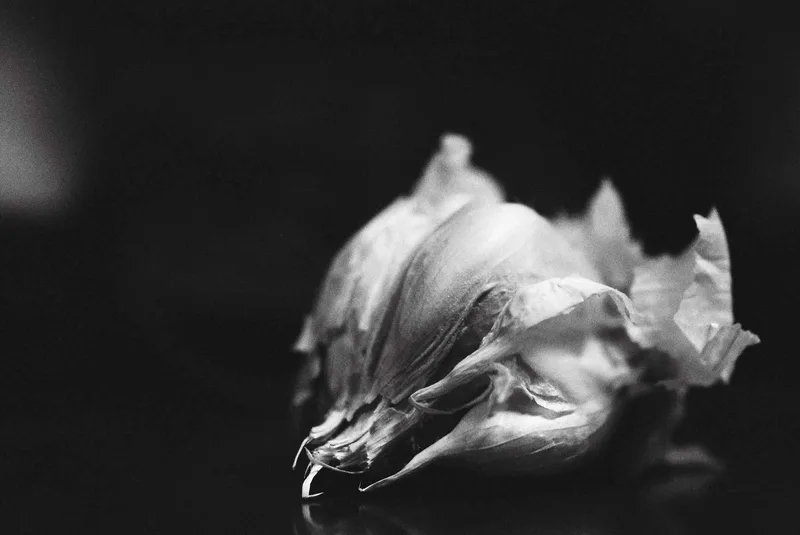 Allium Sativum shot on Cinestill BWXX with a Nikon F3 HP, developed at Moon Photo, by Aaron Yost