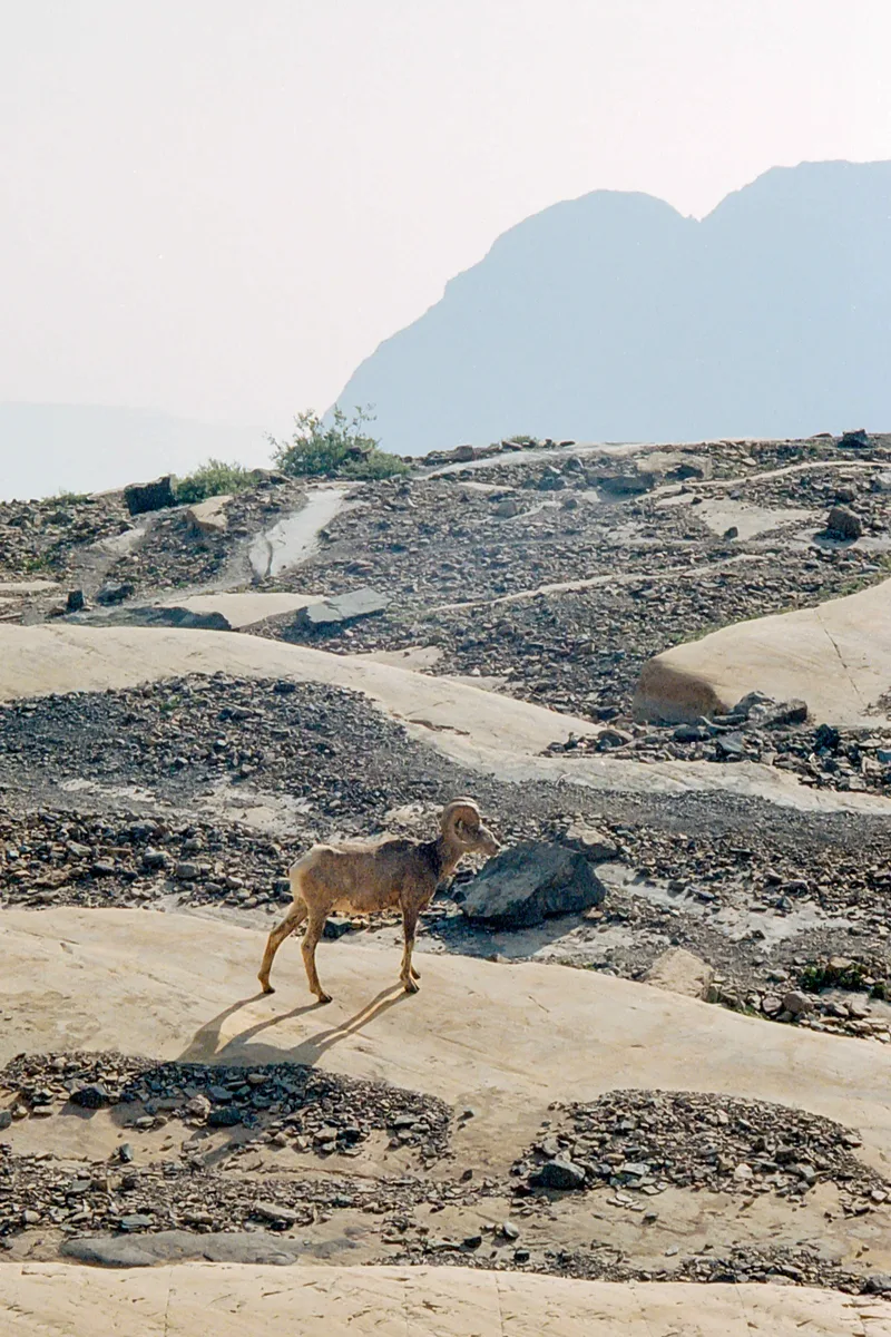 Glacier NP Bighorn shot on Kodak Portra 400 with a Nikon ZoomTouch500QD, developed at Home / Self-Developed, by Dan Schneider