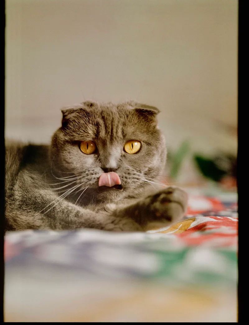 Juno shot on Kodak Gold 200 with a Mamiya RB67, developed at Fotokotti , by andrejrusskovskij