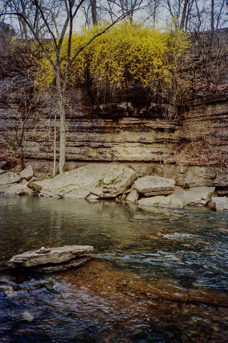 Forsythia at Big Rock shot on Kodak Kodacolor 200 with a Olympus XA4, by Abandoned Cameras