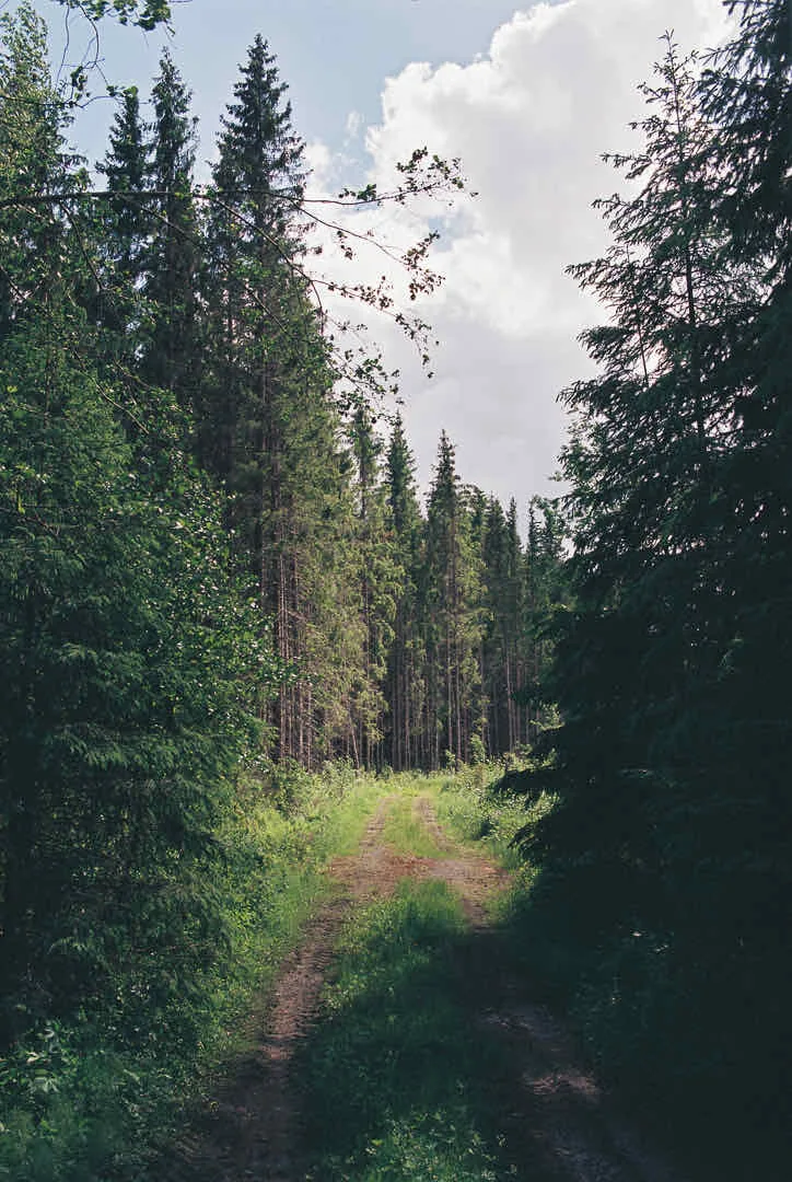Forest road shot on Fujifilm FujiColor C200 with a Nikon F100, developed at Photo Stella, by Jussi
