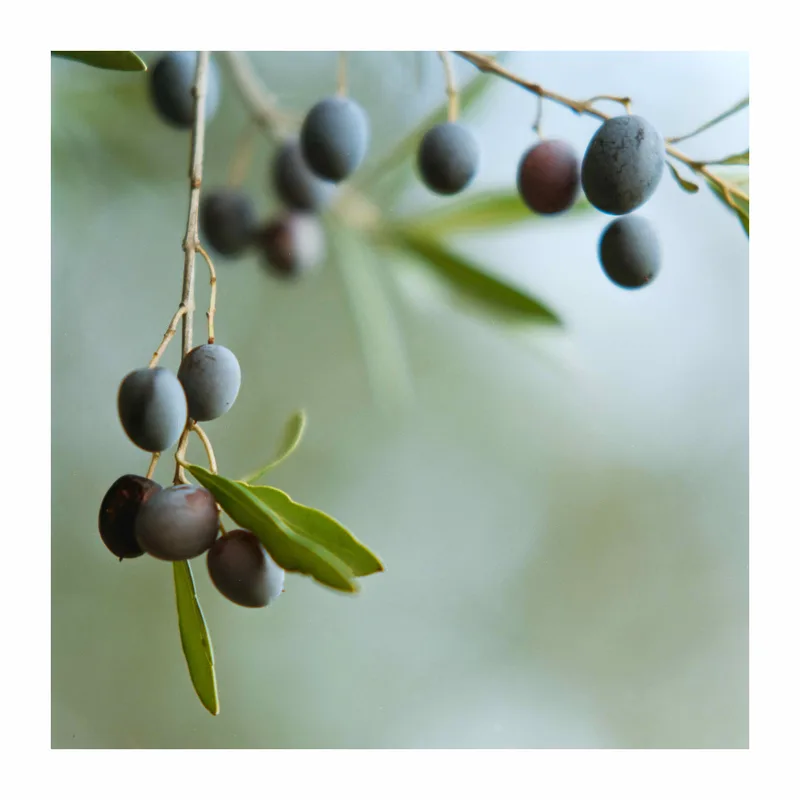 Olives from the 2024 harvest shot on Kodak Gold 200 with a Hasselblad 500C/M, developed at Rapid Eye, by Alan Hill