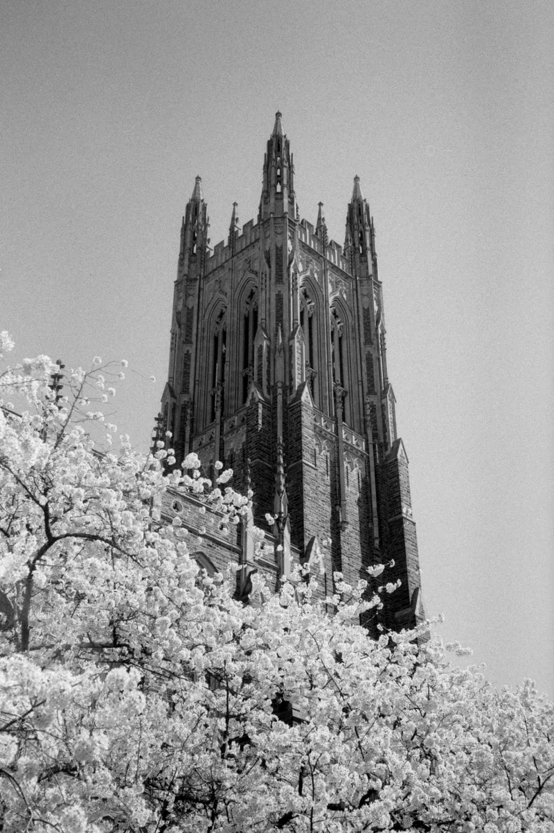 From the blossoms shot on Ilford FP4 Plus 125 with a Olympus 35RC, developed at Southeastern Camera Carrboro, by Hunter