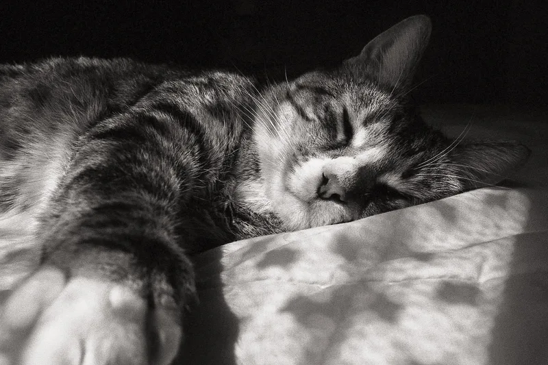 Lucky shot on Arista EDU Ultra 200 with a Canon A-1, by Chikubi