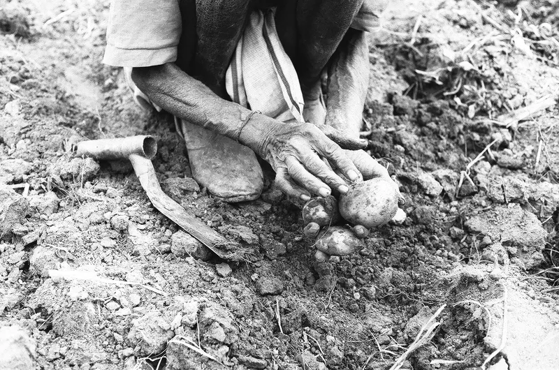 Furrow shot on Ilford HP5 Plus 400 with a Canon FX, by Alessandro Specchio
