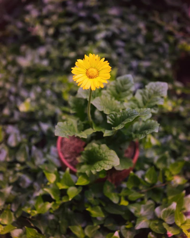 Yellow Flower shot on Kodak Ektar 100 with a Graflex Speed Graphic, developed at Home / Self-Developed, by alexonkow