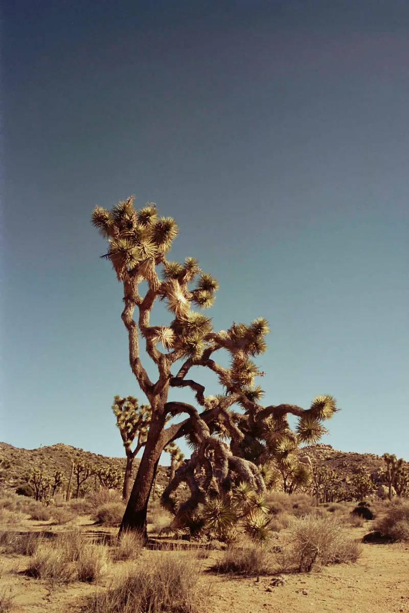 JTree shot on Cinestill 50D with a Nikon FM2, developed at FotoLabor Jan Kopp, by Christopher