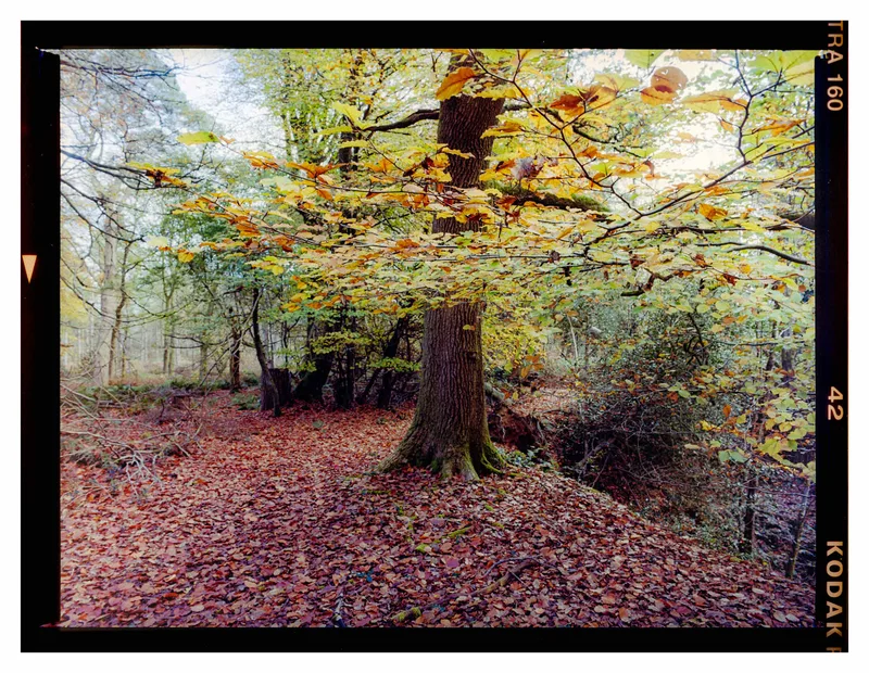Beech in Autumn shot on Kodak Portra 160 with a Zenza Bronica ETRS, developed at Home / Self-Developed, by Stuart Leeds