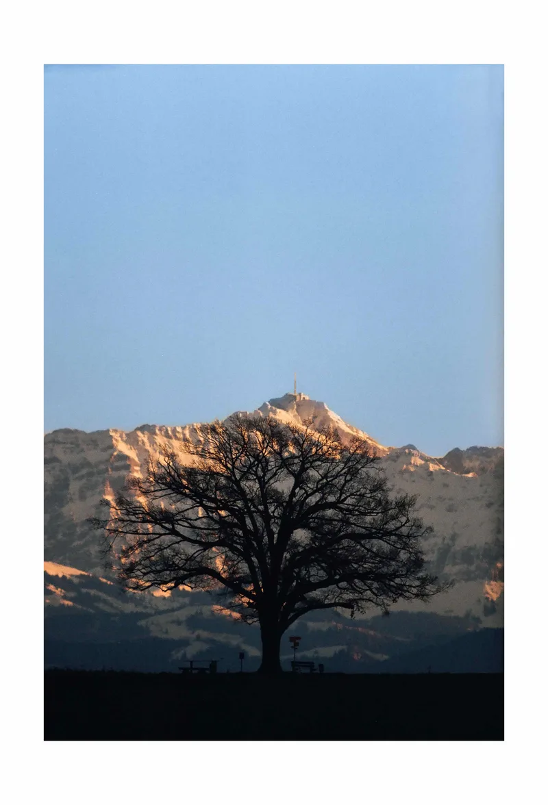 Tree in a Mountain shot on Kodak Portra 400 with a Minolta SR-T 303, developed at Fotoservice Rüedi, by Aderin