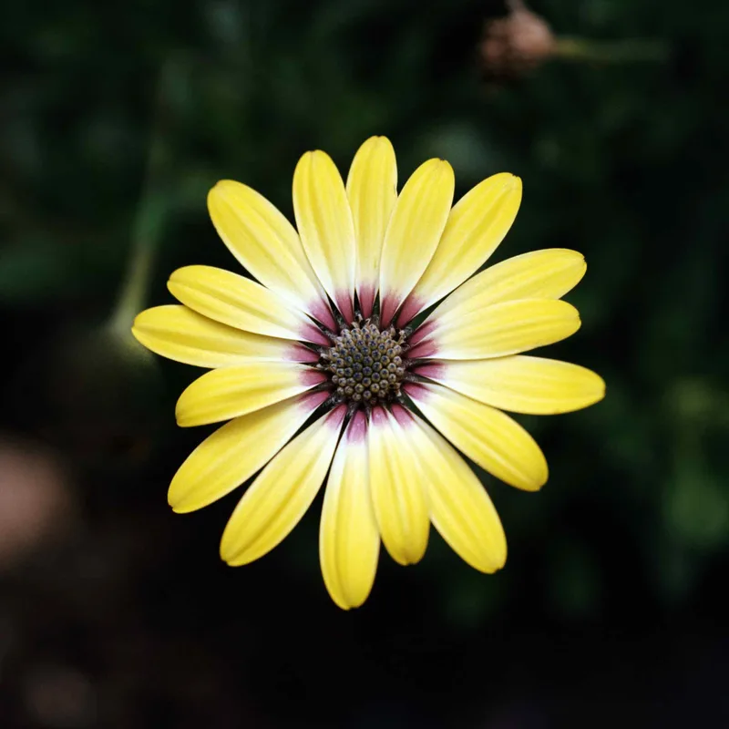 Yellow flower shot on Fujifilm NPS 160 with a Kowa Six, by Dan