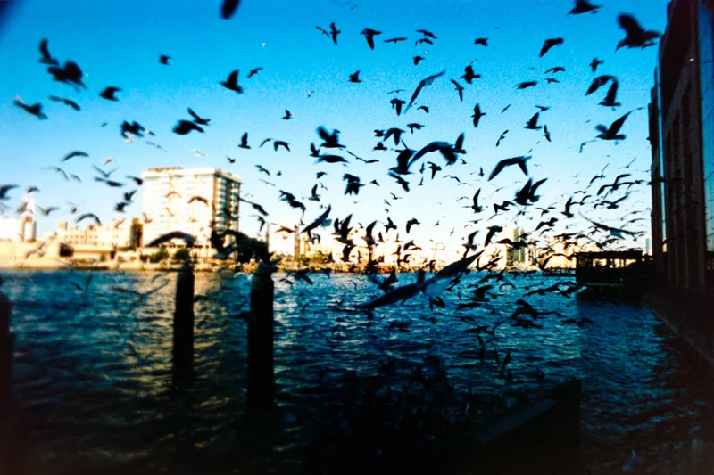 Birds of a feather shot on Harman Phoenix 200 with a Olympus OM-2SP, developed at Home / Self-Developed, by Faisal