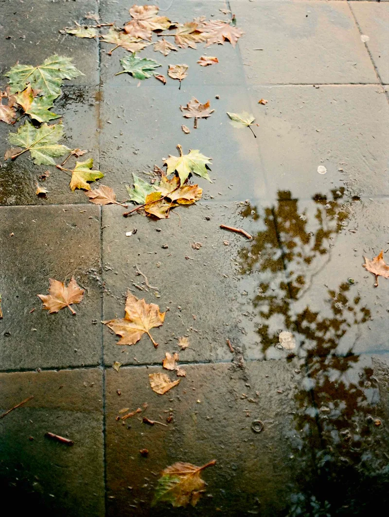 Autumnal tones shot on Kodak Vision 3 250D with a Konica Hexar AF, developed at AG Photolab, by Rick Davy