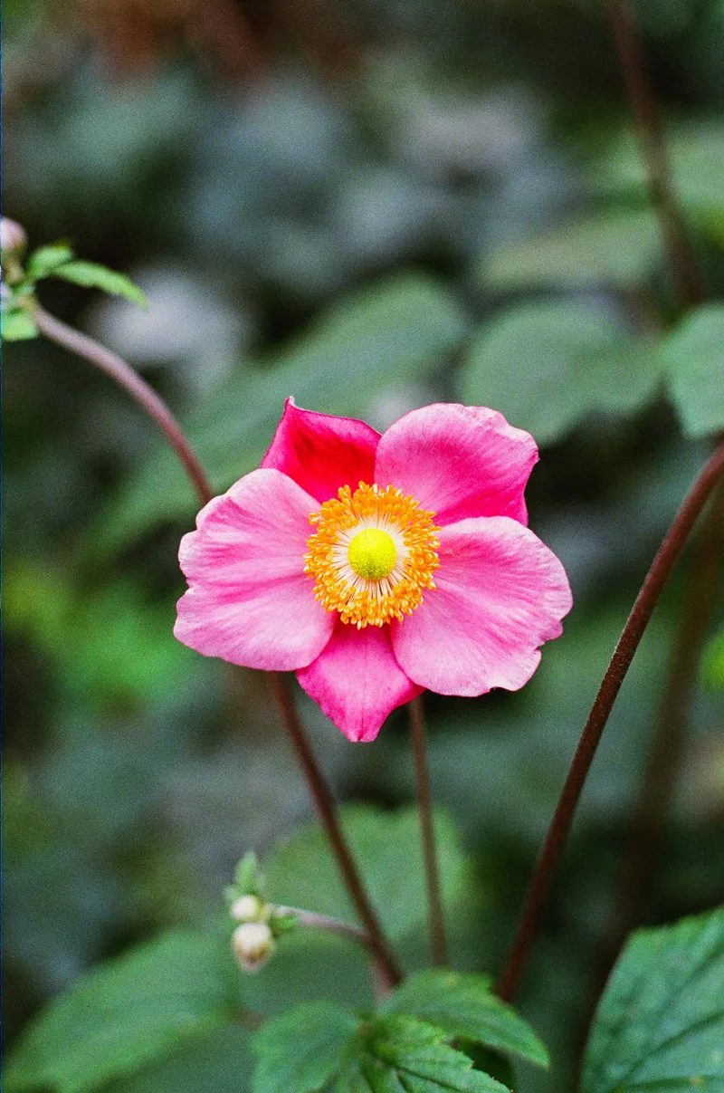 Bloom shot on Kodak UltraMax 400 with a Canon EOS Kiss III L, developed at Yeonnam film, by Bionography
