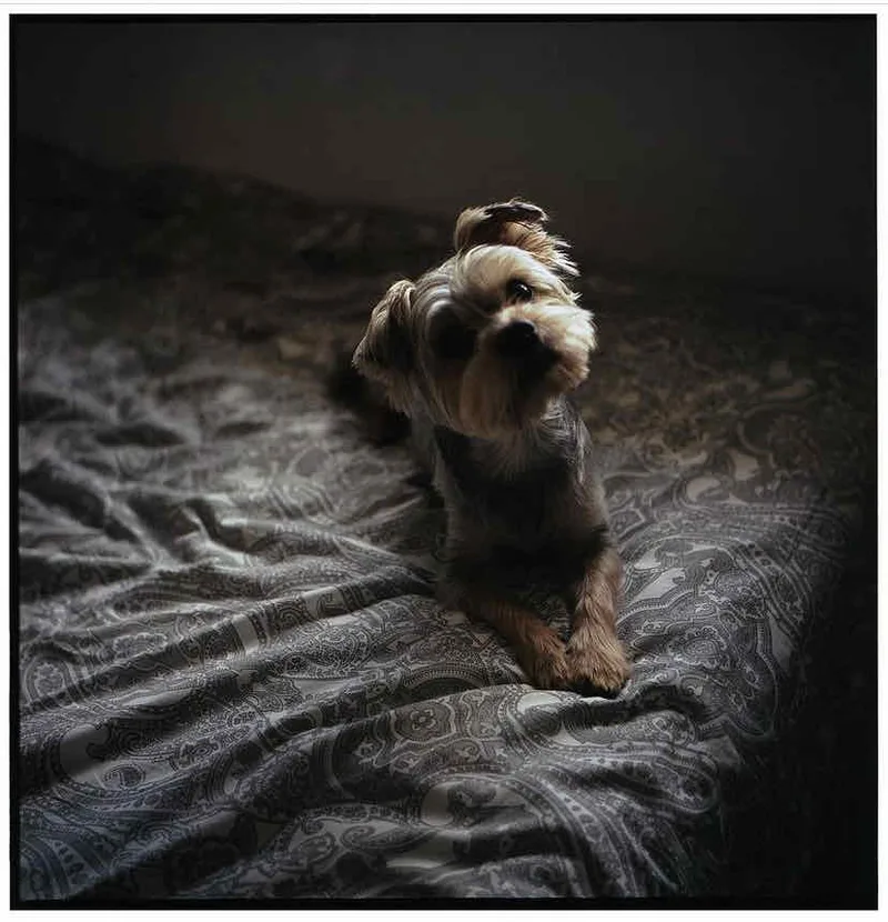 Man's best friend shot on Kodak Portra 400 with a Rolleiflex 3.5, developed at Xano Lab, by Ruben Morais Claudino