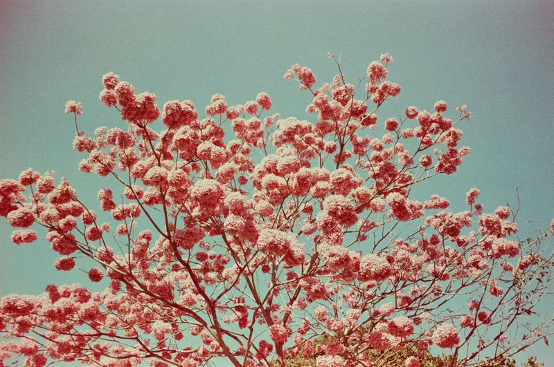 Ipê Rosa shot on Ferrania Solaris 100 with a Olympus Trip 35, developed at FFV Lab - Belo Horizonte, by Thiago Reis