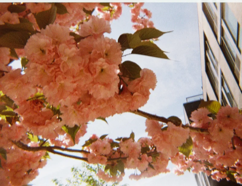 Film photo shot on Lomography Color Tiger 110 with a Ansco 50, developed at Boutique Film Lab, by bedfordtowers