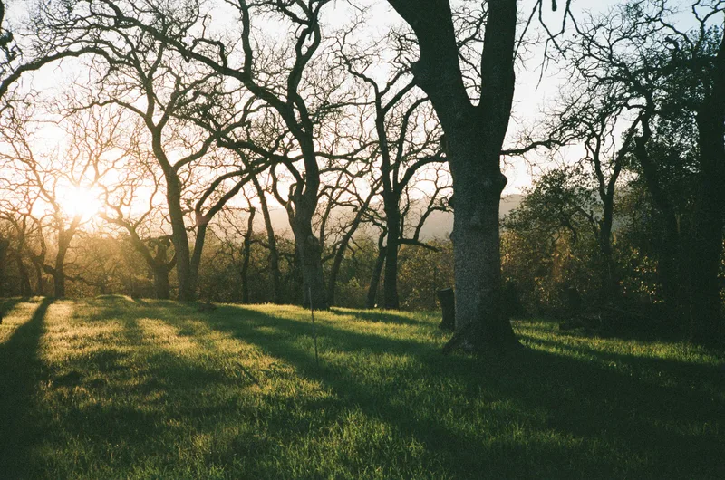 Film photo shot on Kodak Portra 400 with a Minolta Hi-Matic AF, developed at Indie Film Lab, by Kati