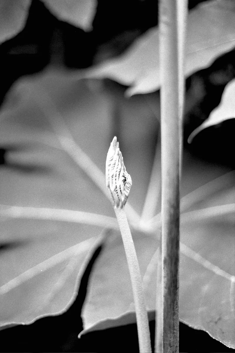 New growth shot on Kodak Tri-X 400 with a Fuji STX-2, by Joe ladley