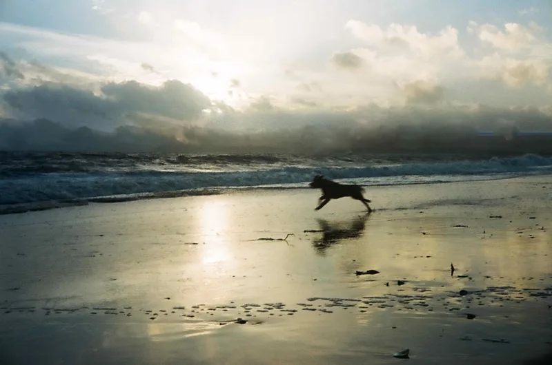 A dog in my picture shot on Fujifilm Superia 200 with a Yashica Electro 35, developed at Exmouth Photo Services, by Matt Duriez