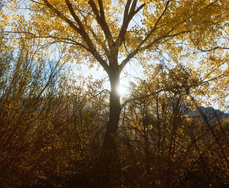 Natures Glow shot on Kodak Gold 200 with a Mamiya RB67 Pro S, developed at Picture Perfect Photo Lab
