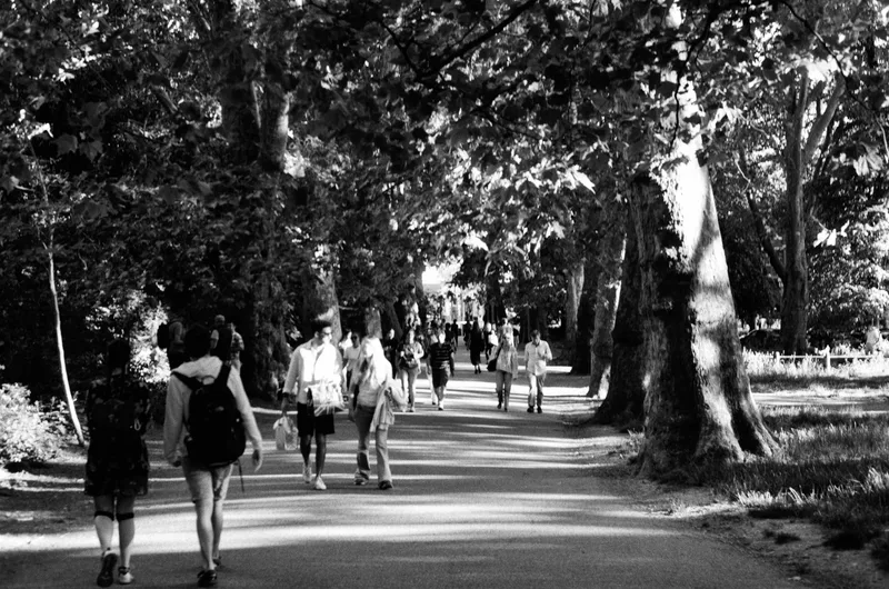 a corridor of tree arches in hampstead heath shot on Ilford Kentmere Pan 400 with a Pentax MV1, developed at Southsun, by Paulina