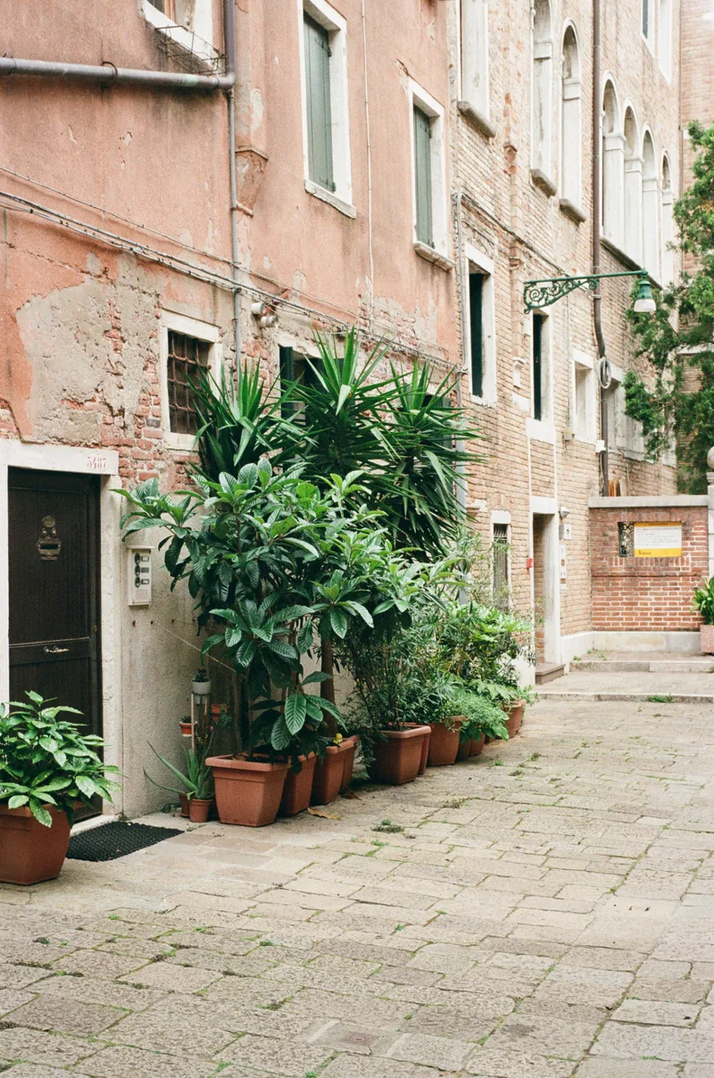 Plants of Venice shot on Kodak UltraMax 400 with a Leica M6, developed at Fox Film Lab, by Adrian