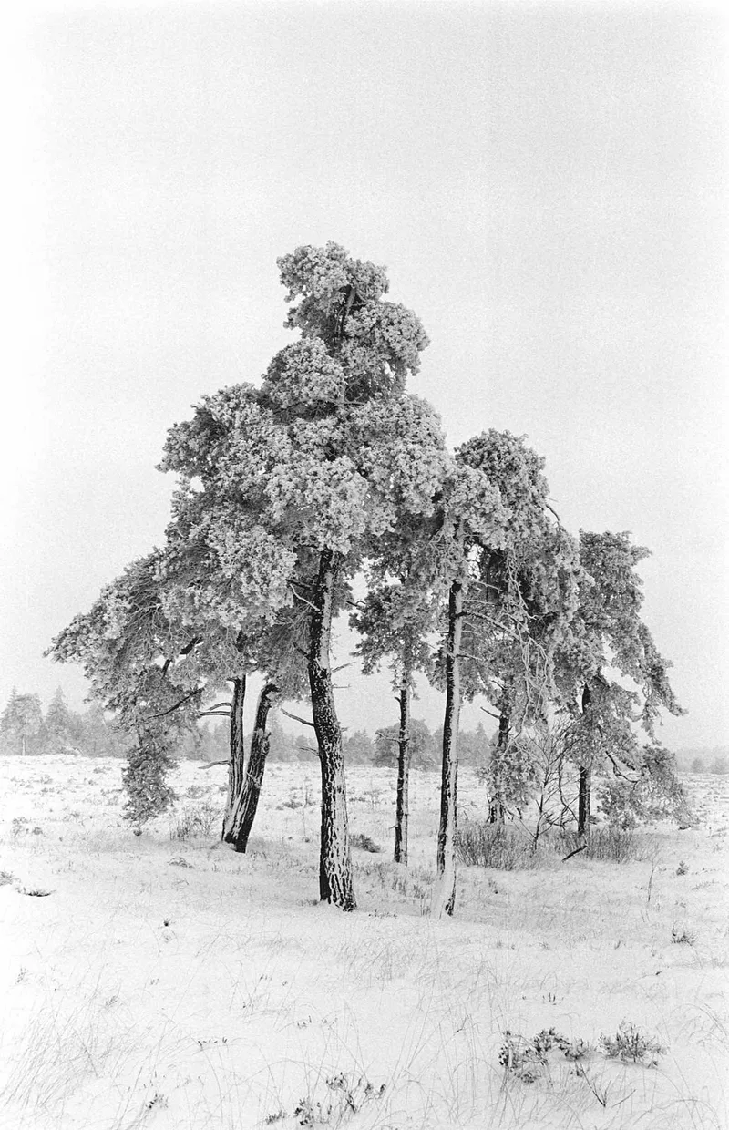 Hiver #01 shot on Adox SilverMax 100 with a Nikon FE 2, developed at Home / Self-Developed, by Philippe Boulanger