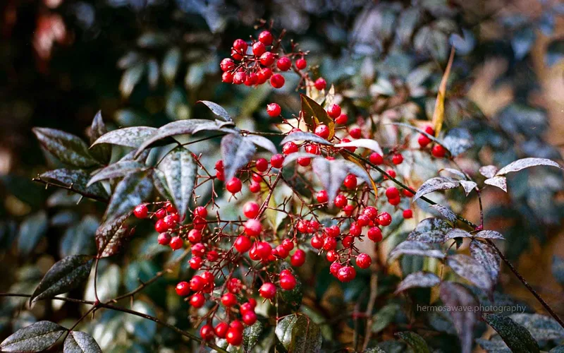 Nandina・南天 shot on Kodak Portra 400 with a Nikon FM3A, developed at Foto House K / フォトハウスK, by Daniel Sofer