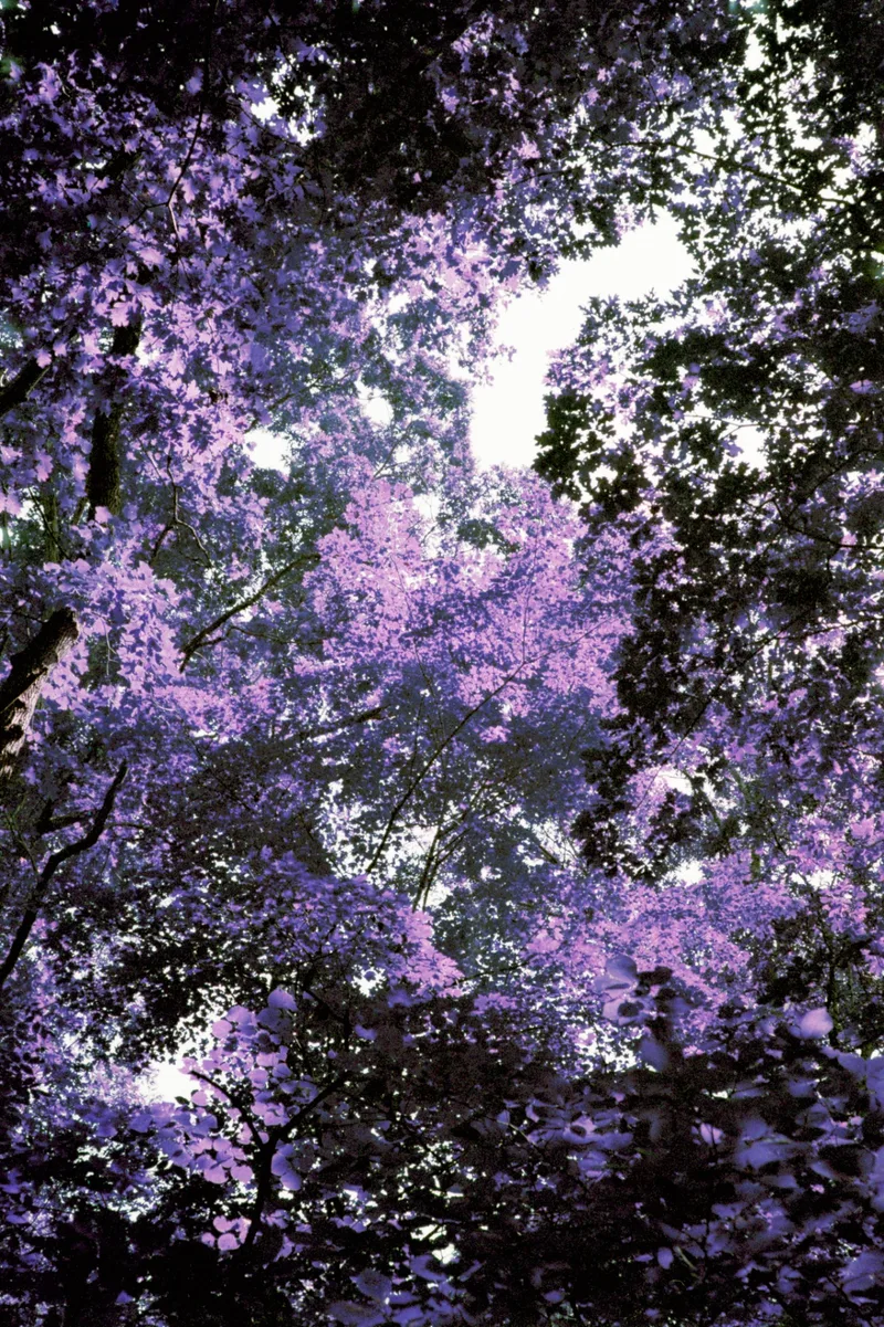 Canopy in violet shot on Lomography LomoChrome Purple 100 with a Minolta α7, developed at Southeastern Camera Carrboro, by Hunter