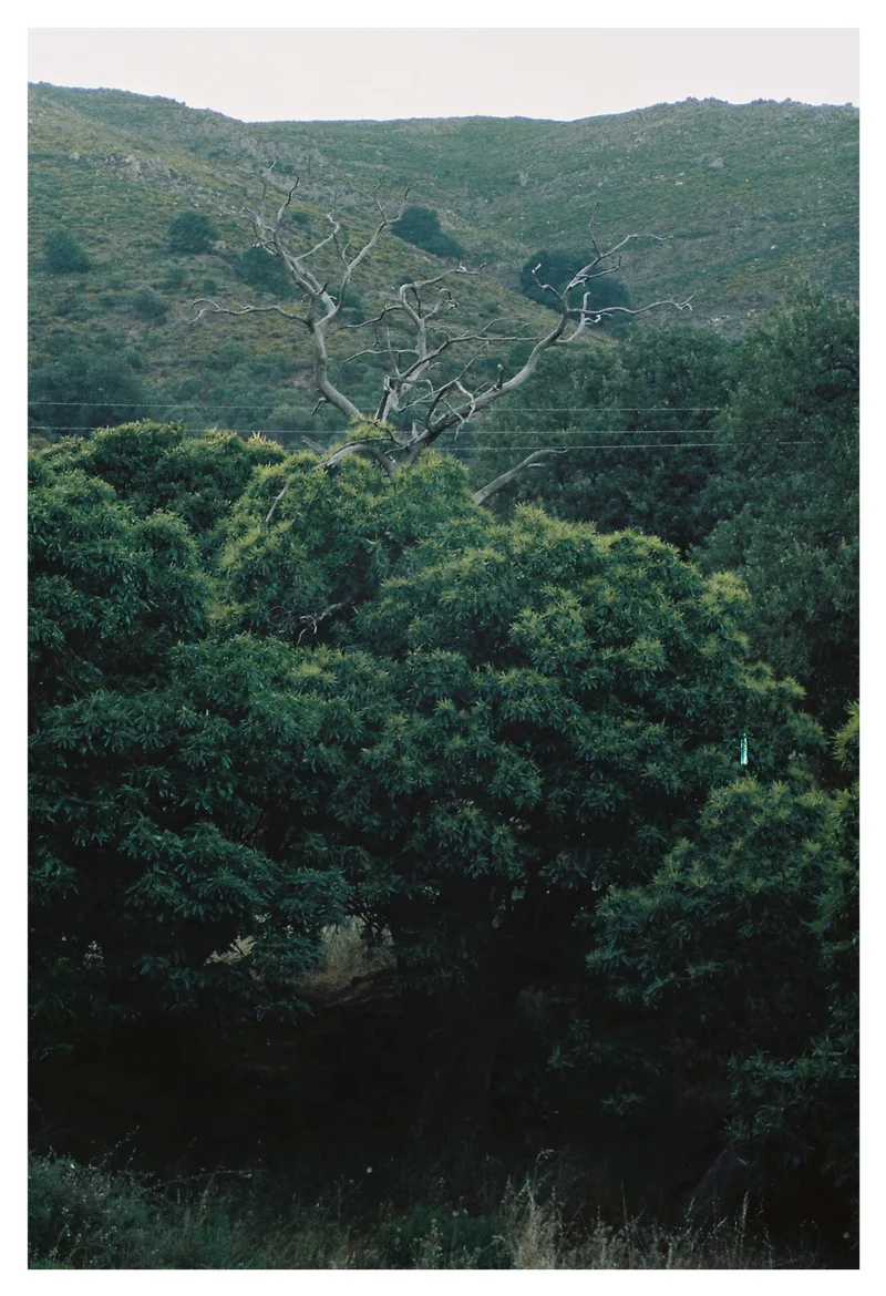 Film photo shot on Kodak Gold 200 with a Leica Mini Zoom, by schmo