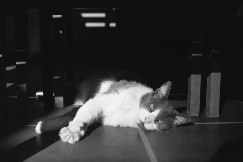Aslan tomando sol shot on Foma Fomapan 400 Action with a Olympus OM-1, developed at TOKYO Photo Lab, by Paula