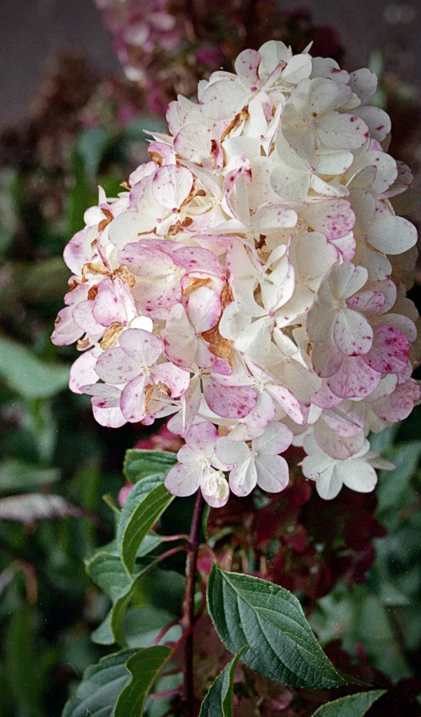 Hydrangea shot on Fujifilm 400 with a Minolta X-570, developed at Digidirect Melbourne, by David