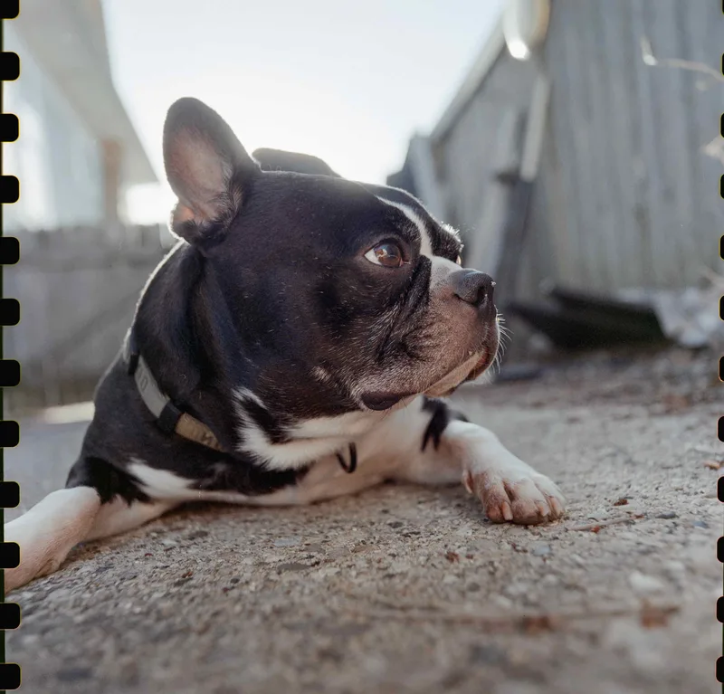 My pup. shot on Kodak Vision 3 250D with a Hasselblad 503CX, developed at A&I, by Scott Zempel