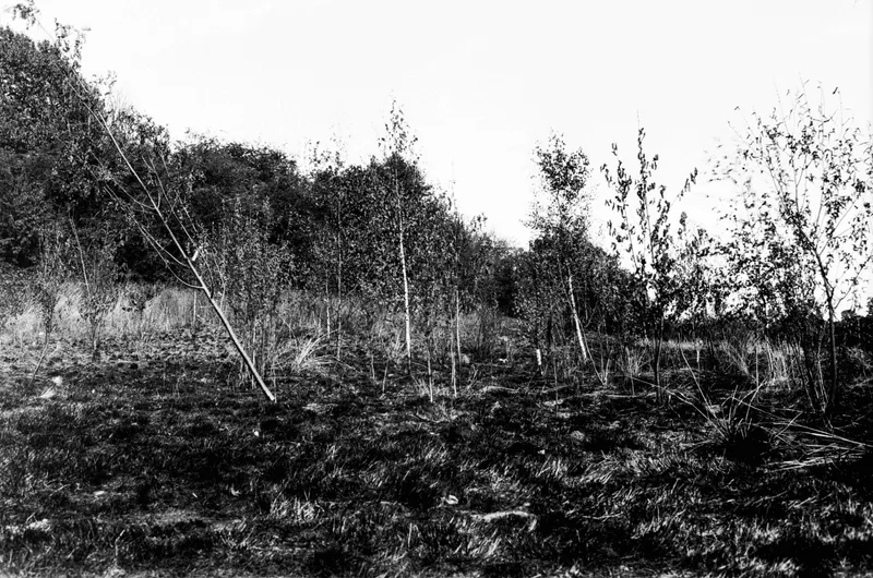After the wildfire shot on Kodak 5302 with a Nikon FM2n, developed at AG Photolab, by Joe