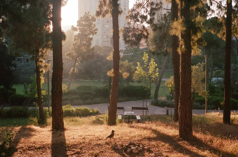 Morning in Sacher Park, Jerusalem shot on Kodak Portra 400 with a Olympus 35SP, developed at Underdog Film Lab, by Chase
