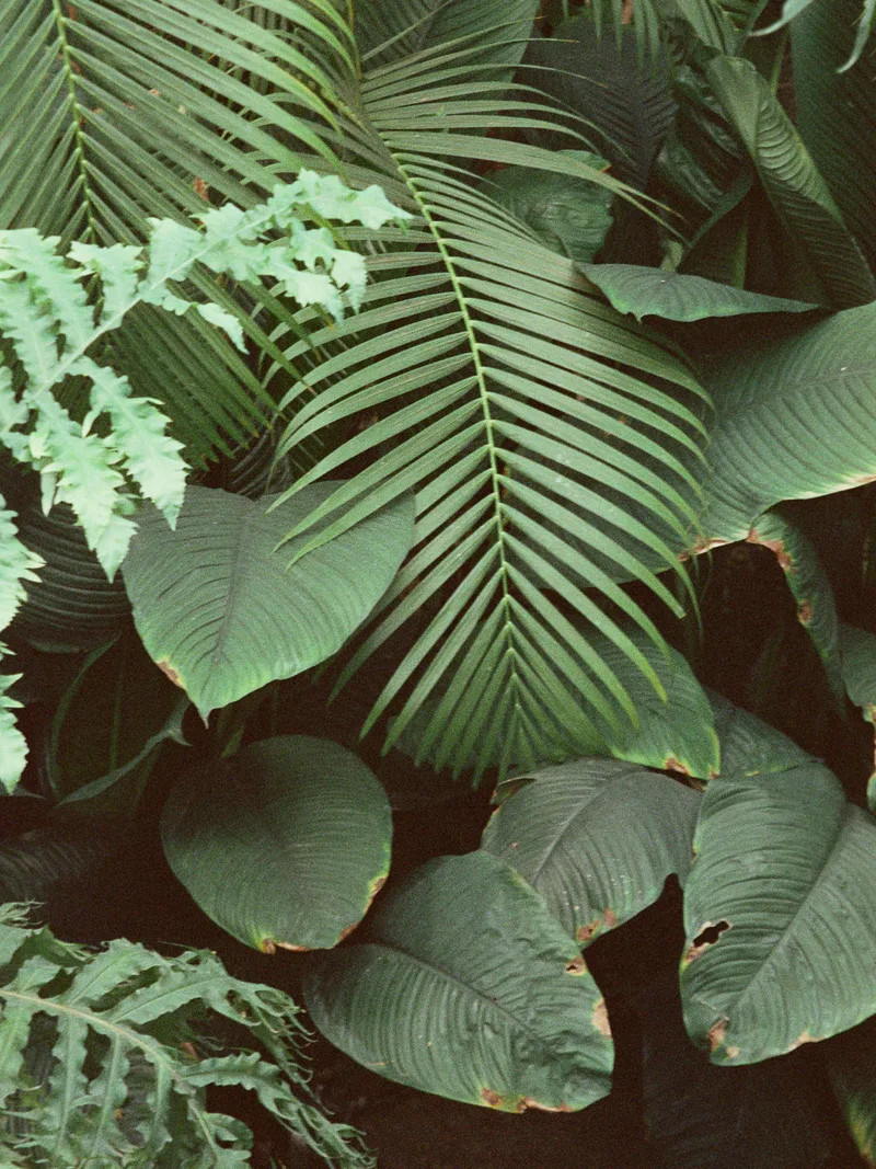 Deep in the Jungle shot on Cinestill 800T with a Konica ZoomFX50, developed at Downtown Camera, by Brad Ball