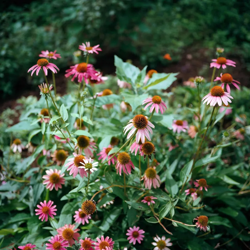 Wildflowers shot on Kodak Ektar 100 with a Mamiya 6MF, by Tyler