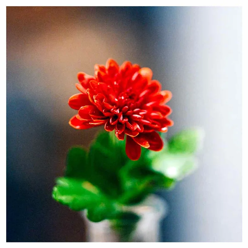 Macro Mum shot on Lomography CN 800 with a Hasselblad 500C, developed at Coastal Film Lab, by D. Buckner Photography