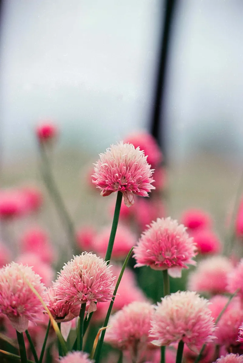 Chives. shot on Kodak Ektar 100 with a Nikon F5, developed at Home / Self-Developed, by Scott Zempel