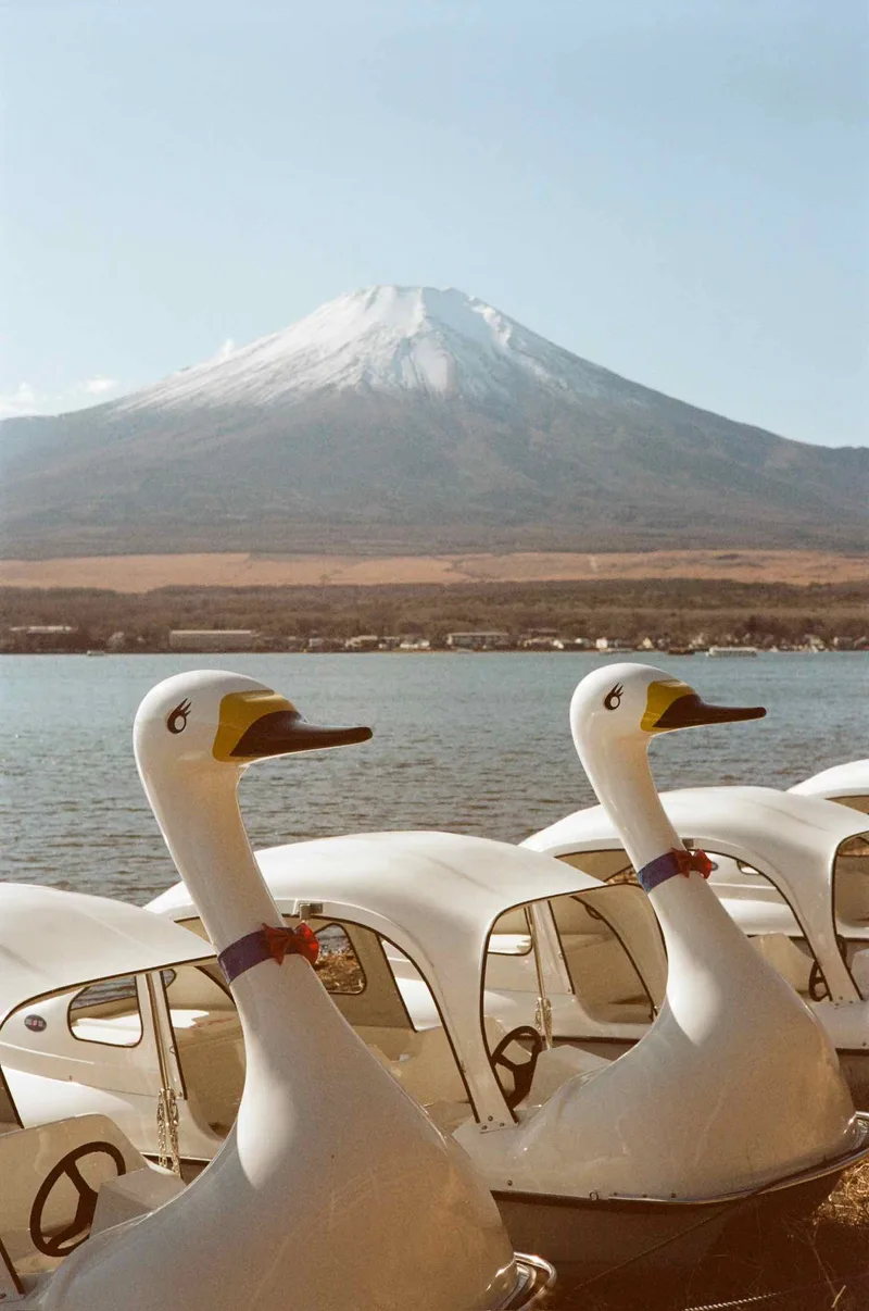 Swans with bows shot on Kodak Portra 160 with a Leica M6, developed at LoOneCommune, by andilogue