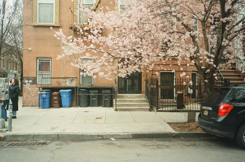 cherry blossoms, brooklyn shot on Kodak Portra 800 with a Kyocera TScope, developed at Northeast Photographic, by Eric Wefald - Huang